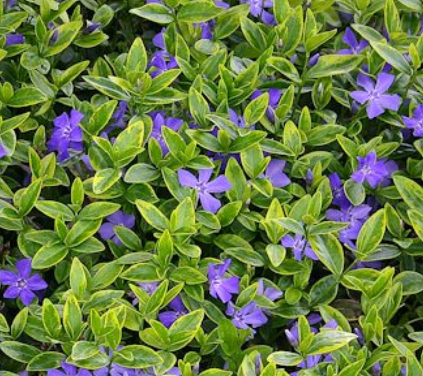 Vinca minor 'Blue & Gold'