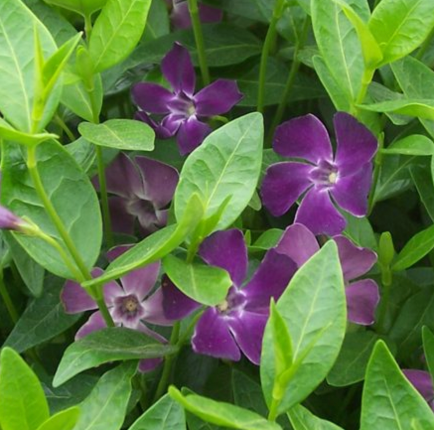 Vinca minor 'Atropurpurea'