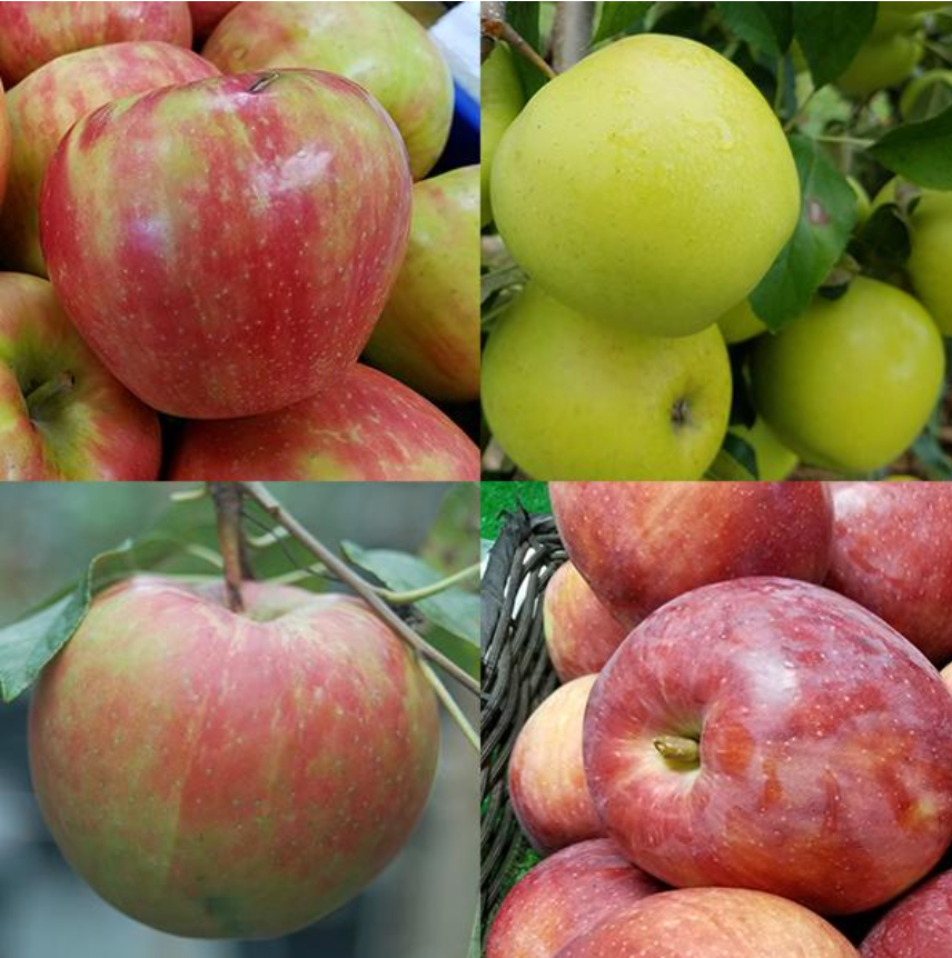 Malus Espalier 6 - in -1 Cold Climate (Apple)
