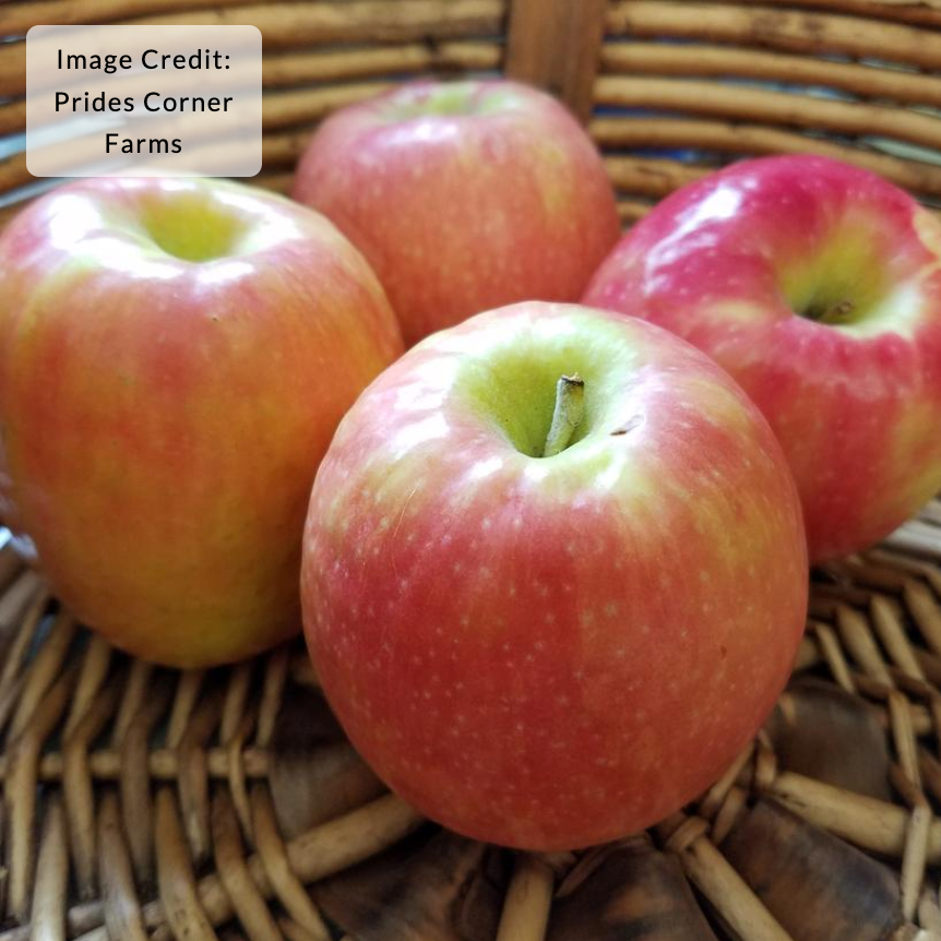 Malus 'Pink Lady' (Apple)