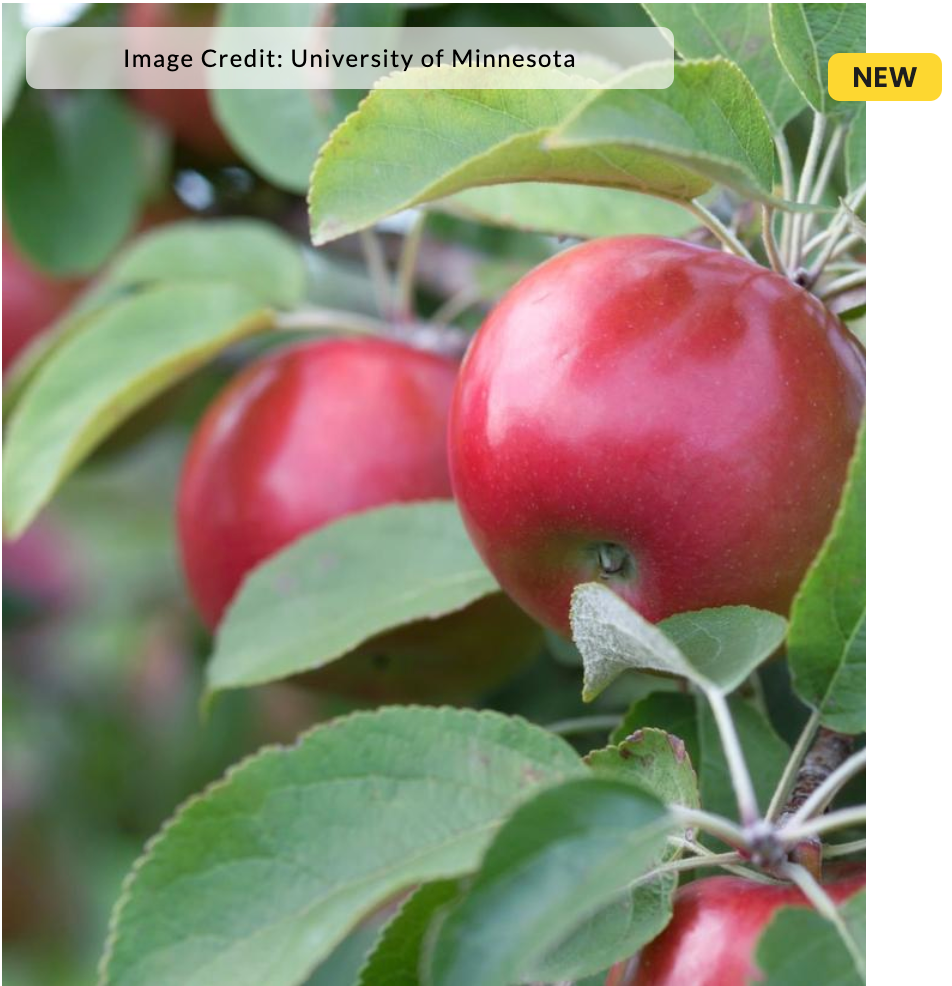 Malus 'Snowsweet' (Apple)