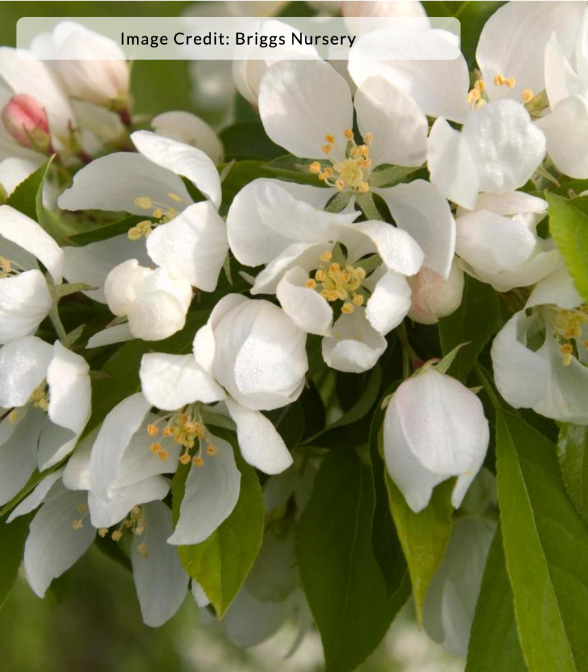 Malus 'Spring Snow' - Crab Apple