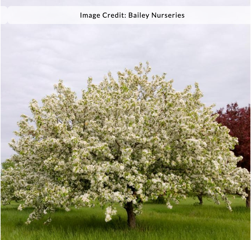 Malus 'Donald Wyman' - Crab Apple