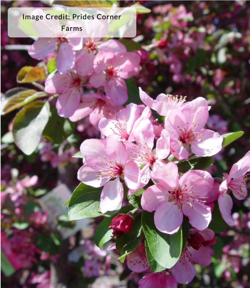 Malus 'Adams' - Crab Apple