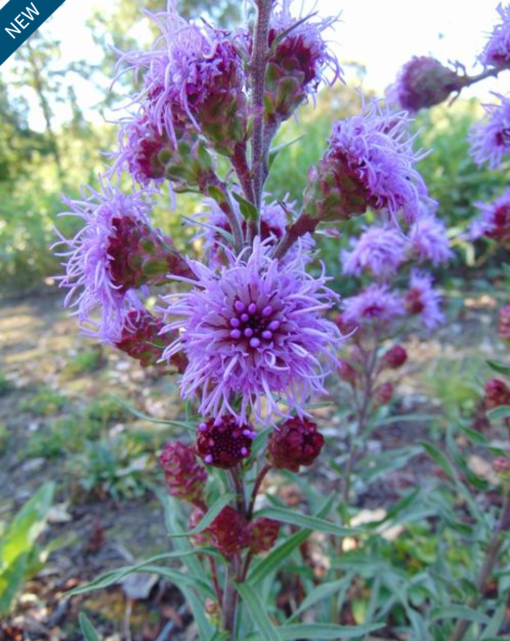 Liatris ligulistylis (Gayfeather)(Blazing Star)