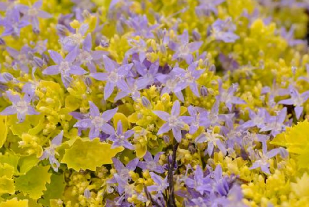 Campanula garganica 'Dickson's Gold'
