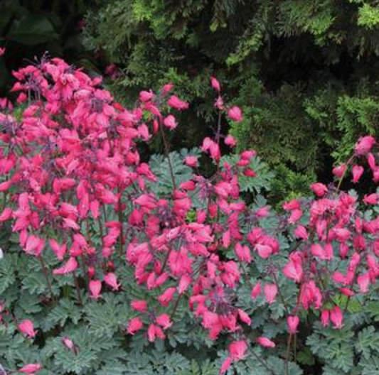 Dicentra 'Amore Rose'  (Bleeding Heart)