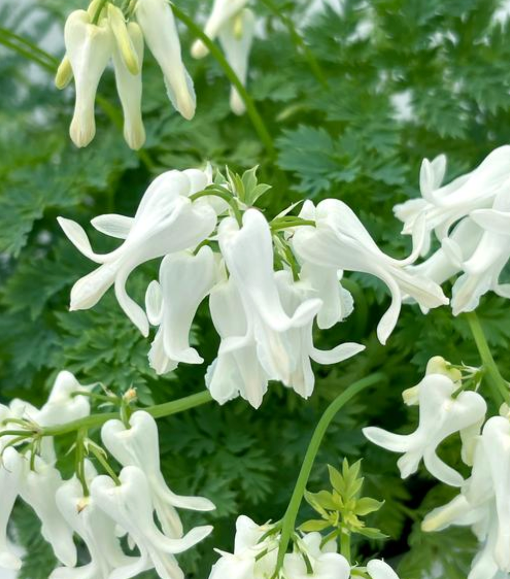 Dicentra 'Amore Titanium' (Bleeding Heart)
