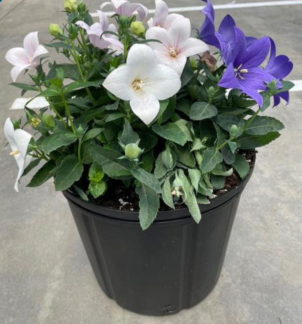 Platycodon grandiflorus 'Pop Star Tri-color'