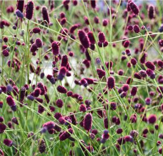Sanguisorba x 'Plum Drops' (Great Burnet)