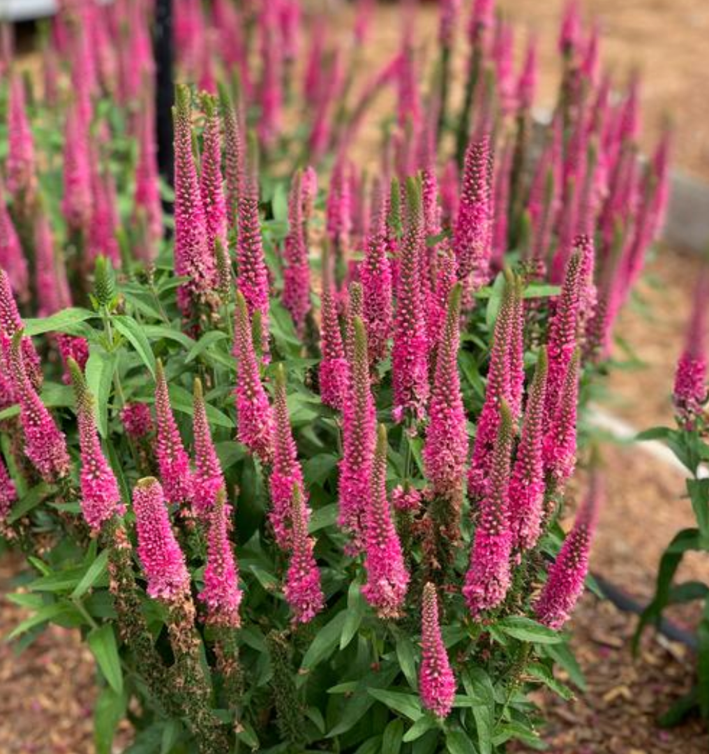 Veronica longifolia Vernique® 'Raspberry' (Speedwell)