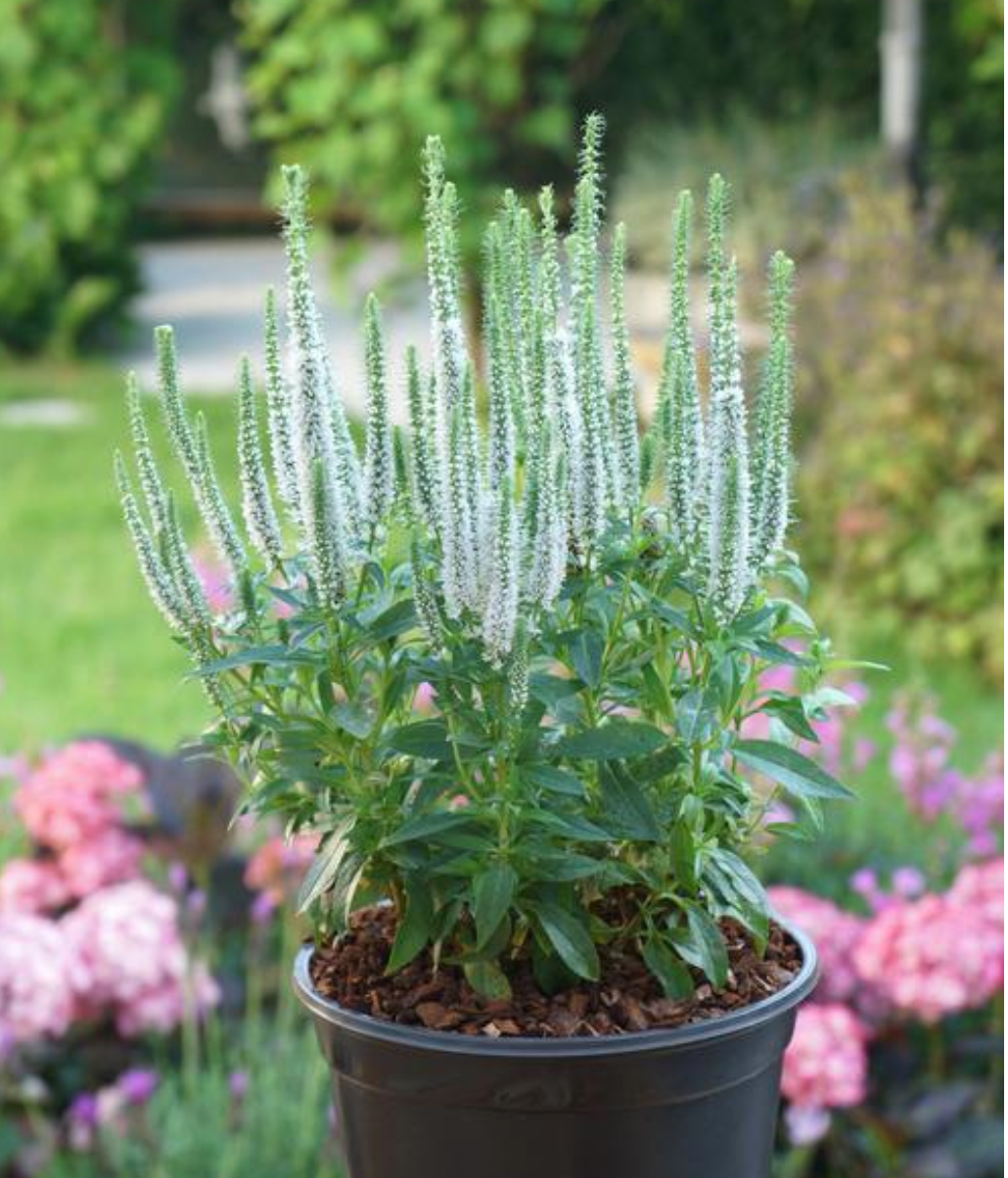Veronica spicata 'Snow Candles' (Speedwell)