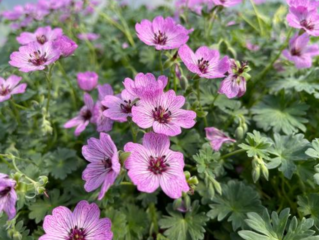 Geranium cinereum 'Ballerina'