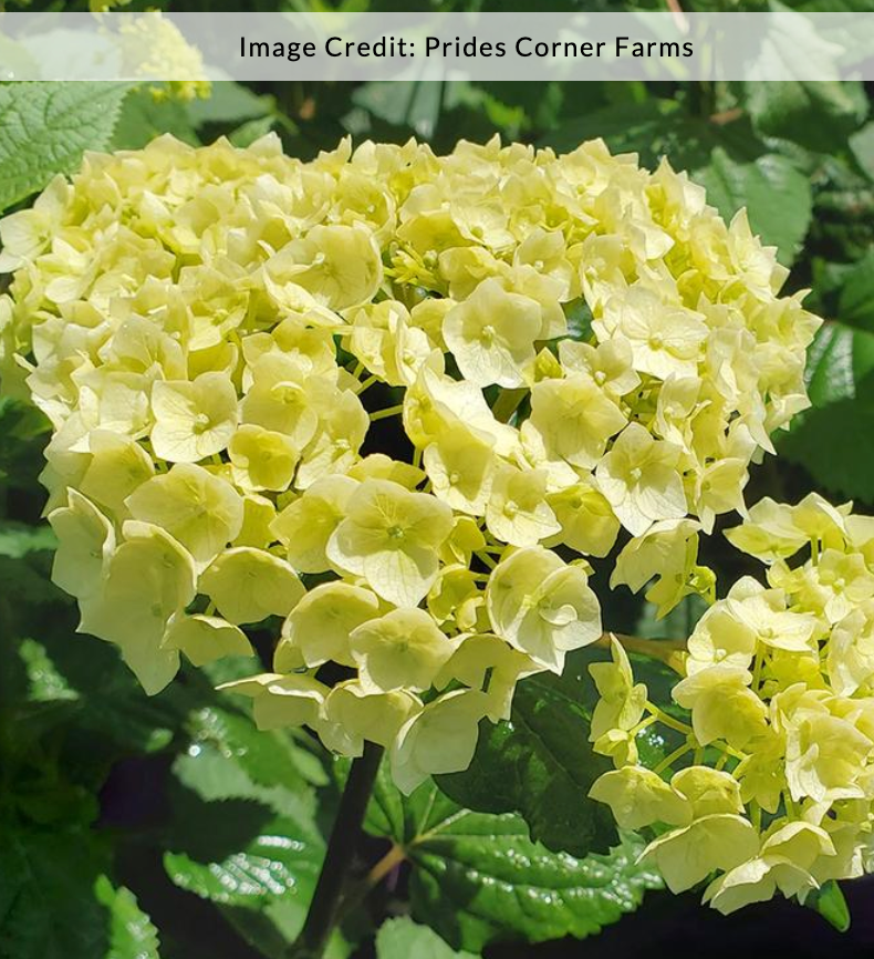 Hydrangea arborescens 'FlowerFull'