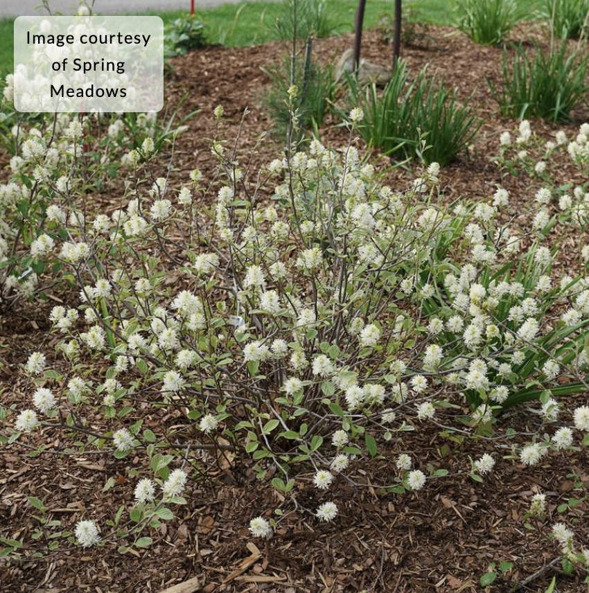 Fothergilla x intermedia 'Legend of the Small®' (Bottlebrush)
