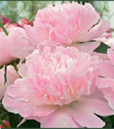 Paeonia lactiflora 'Alertie'