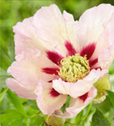 Paeonia Itoh 'Pastel Splendor'