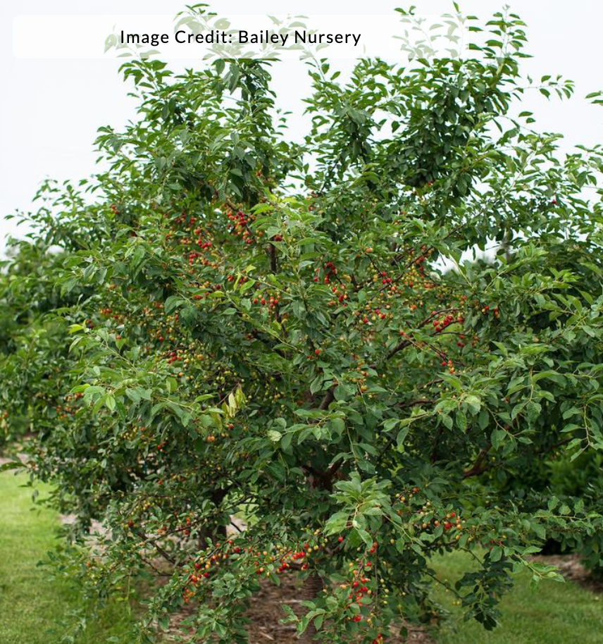 Cherry 'Sweet Cherry Pie' - Cherry tree (Prunus)