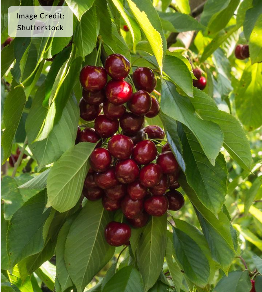 Cherry 'Stella' - Cherry tree (Prunus)