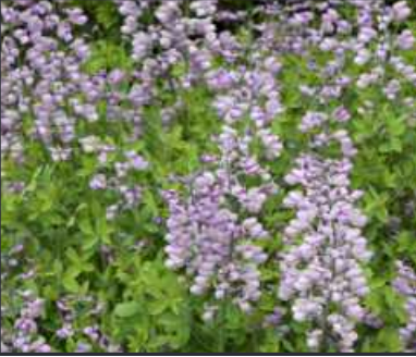 Baptisia x 'Purple Smoke'