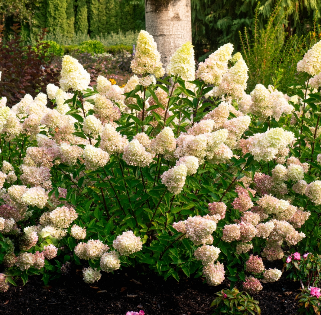 Hydrangea pan Dragon Baby™