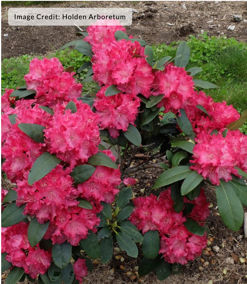 Rhododendron 'Holden'