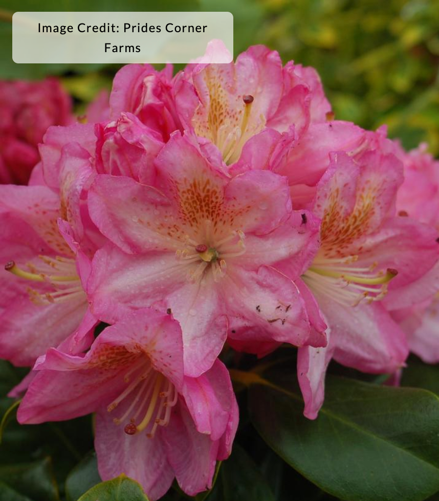 Rhododendron 'Scintillation'
