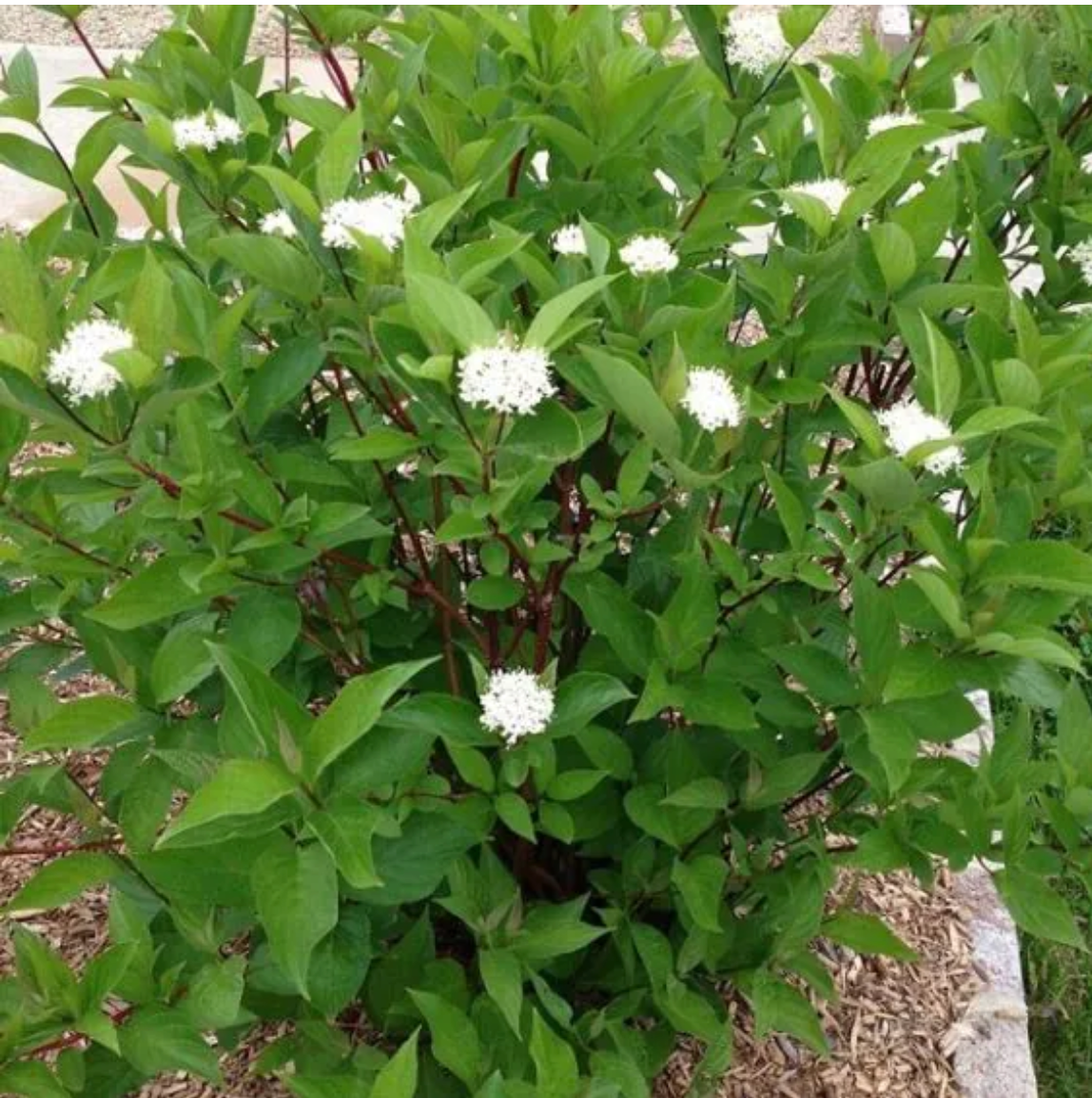 Cornus sericea f. 'Baileyi' (Red Twig Dogwood)
