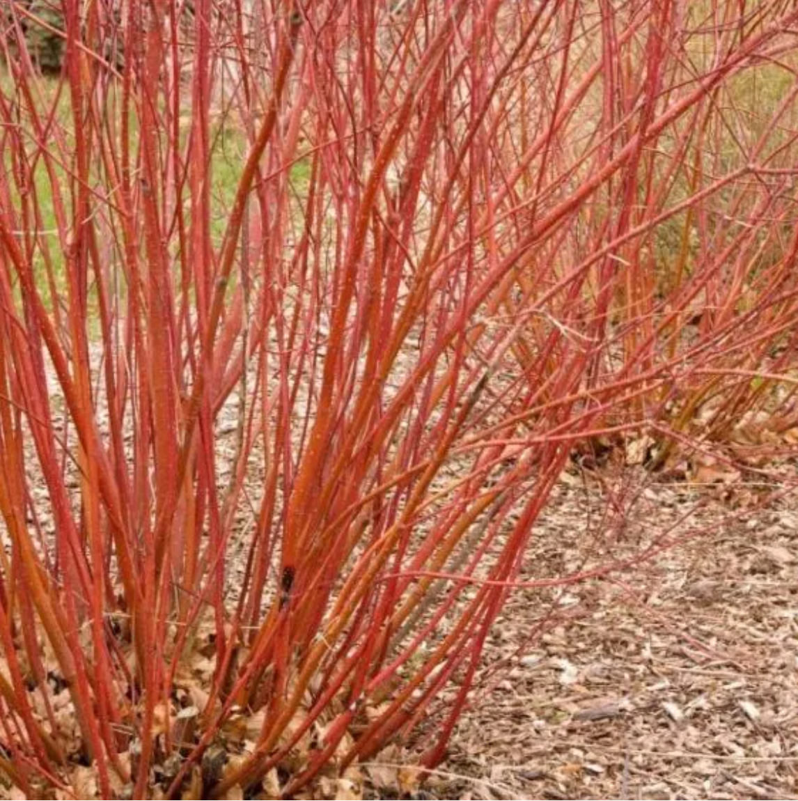 Cornus sericea f. 'Baileyi' (Red Twig Dogwood)