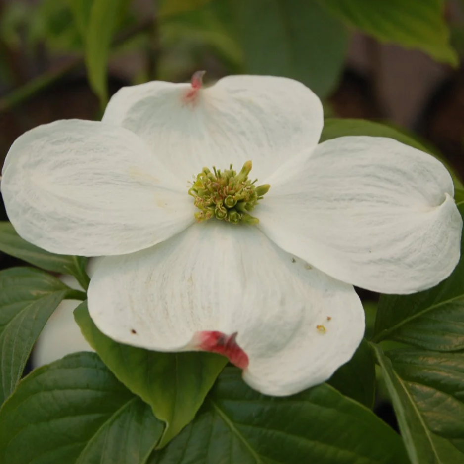 Cornus florida 'Cloud 9' (Flowering Dogwood Tree)