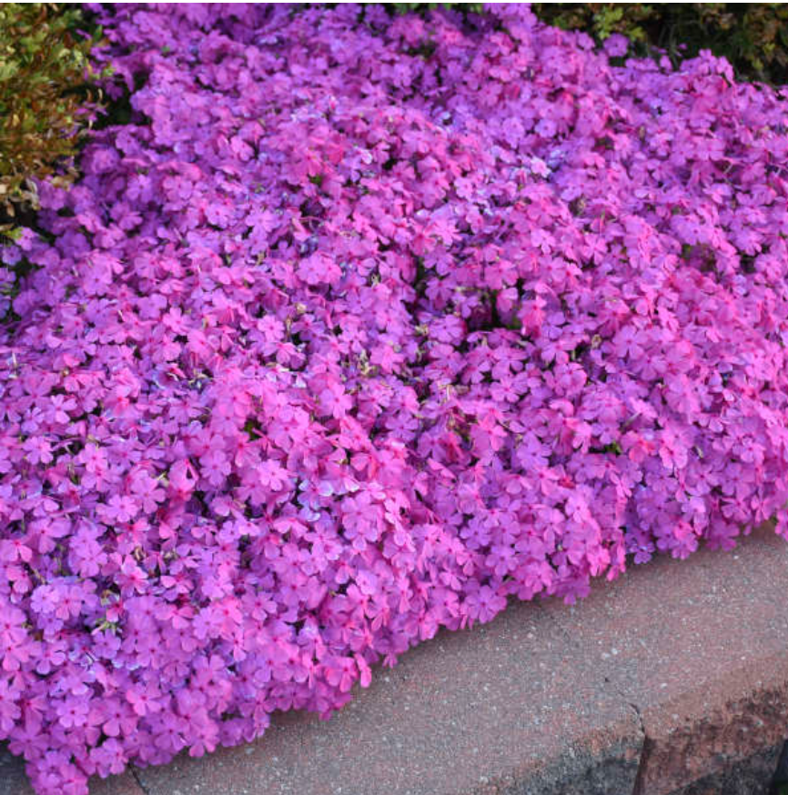 Phlox subulata 'Drummond's Pink'