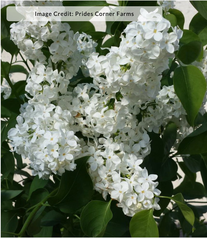 Syringa vulgaris 'Primrose' - Lilac
