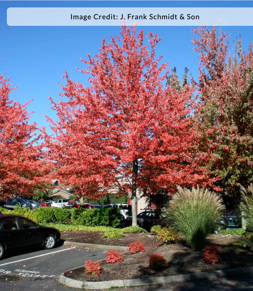 Acer rubrum 'Red Sunset' - Red Maple