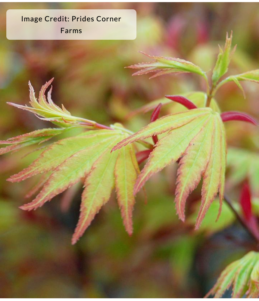 Acer Palmatum 'Orange Dream'