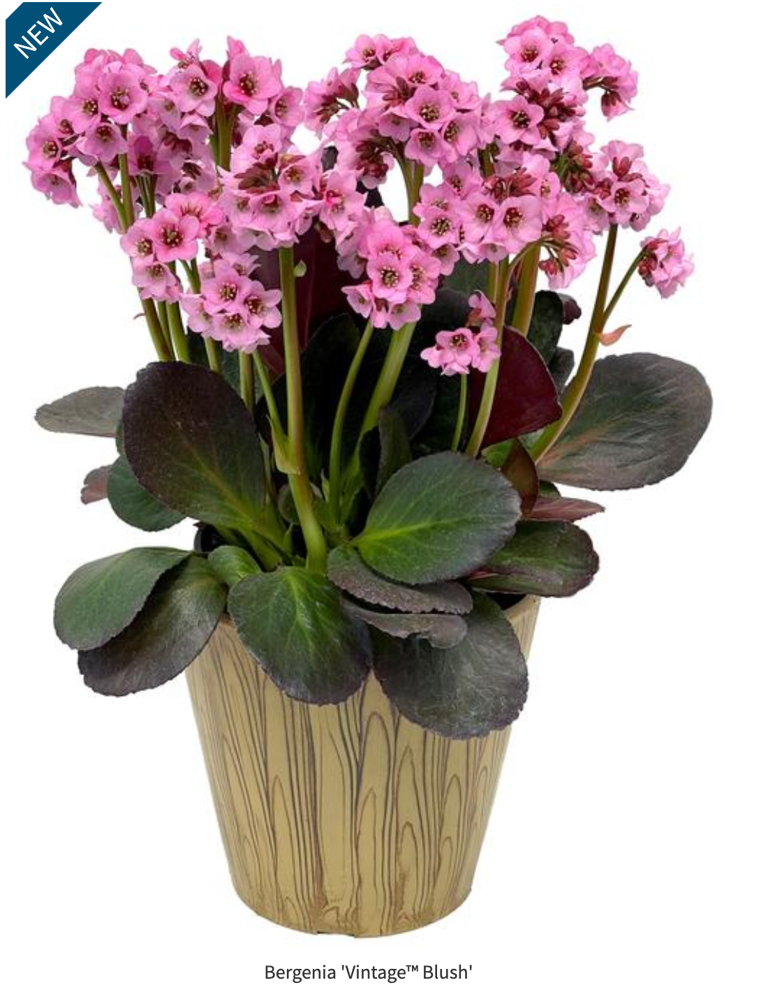 Bergenia x 'Vintage Blush'