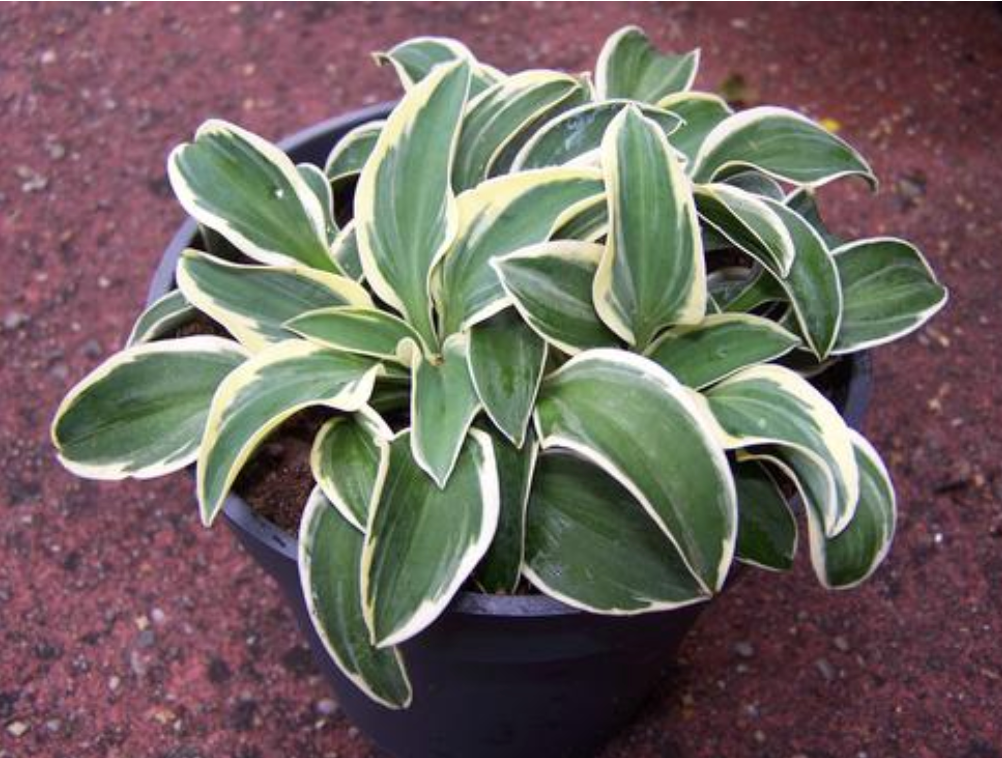 Hosta 'Funny Mouse'