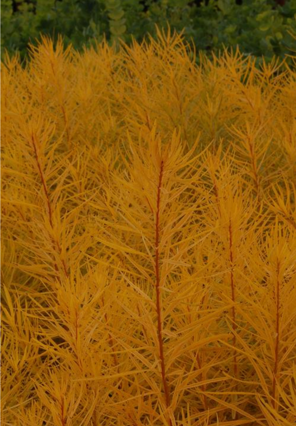 Amsonia hubrechtii 'Butterscotch™' (Narrow Leaf Blue Star)