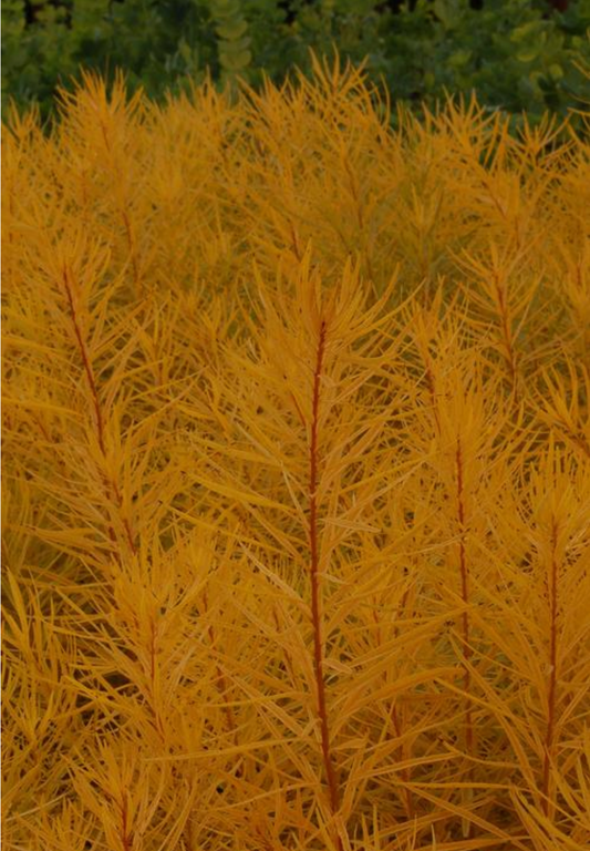 Amsonia hubrechtii 'Butterscotch™' (Narrow Leaf Blue Star)