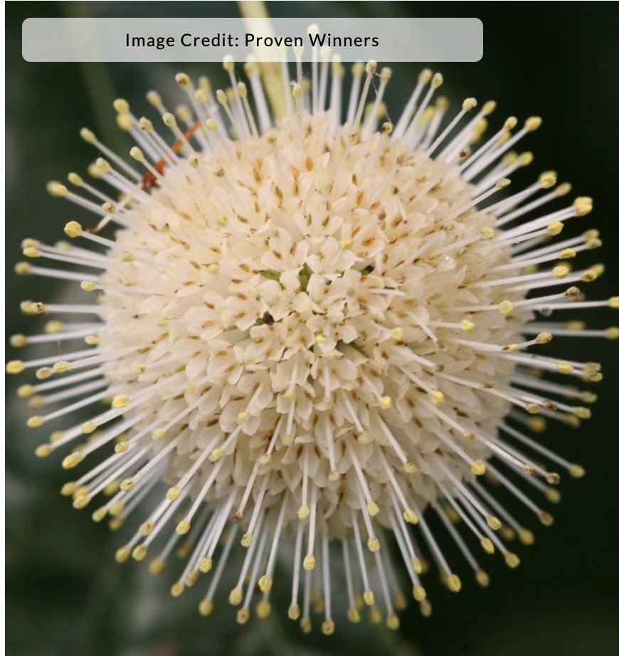Cephalanthus occidentalis 'Sugar Shack'®