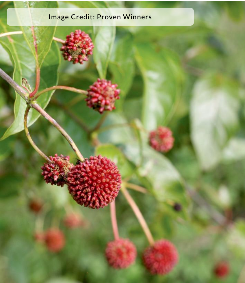 Cephalanthus occidentalis 'Sugar Shack'®