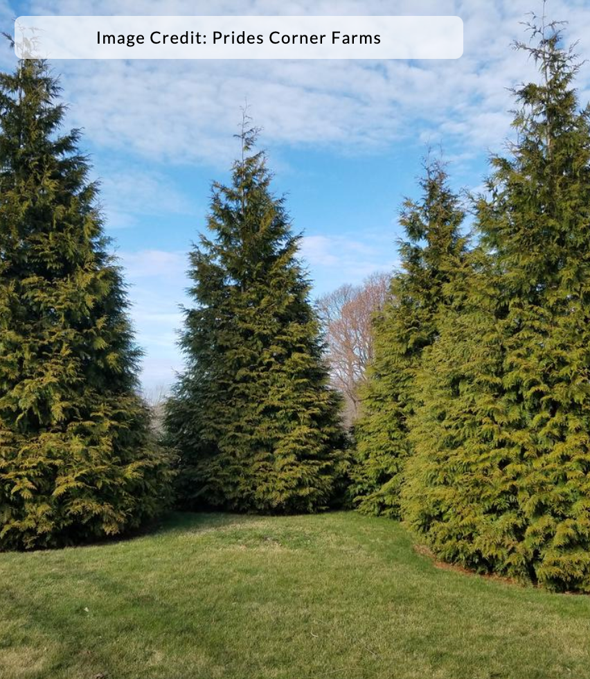 Thuja plicata 'Green Giant' - Arborvitae/Cedar