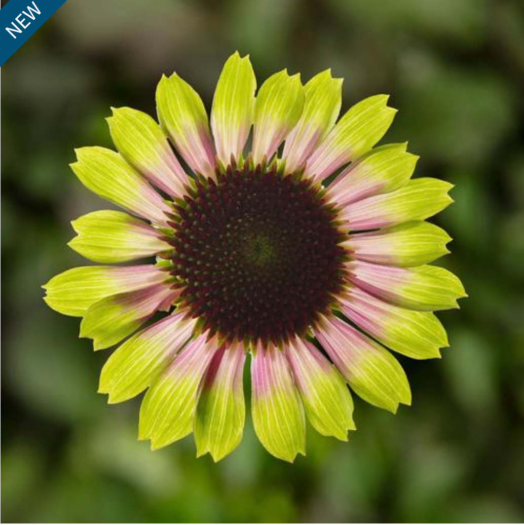 Echinacea purpurea 'Prairie Blaze Vintage Lime' (Coneflower)