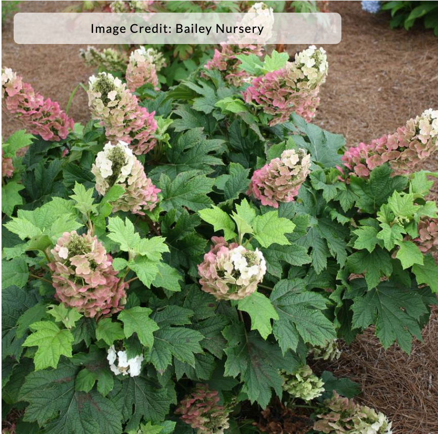 Hydrangea quercifolia 'Jetstream' (Oakleaf Hydrangea)
