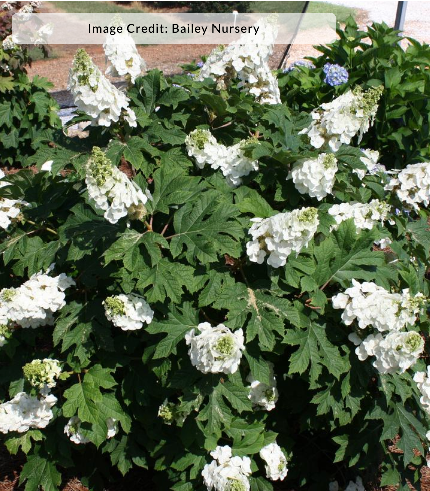 Hydrangea quercifolia 'Jetstream' (Oakleaf Hydrangea)