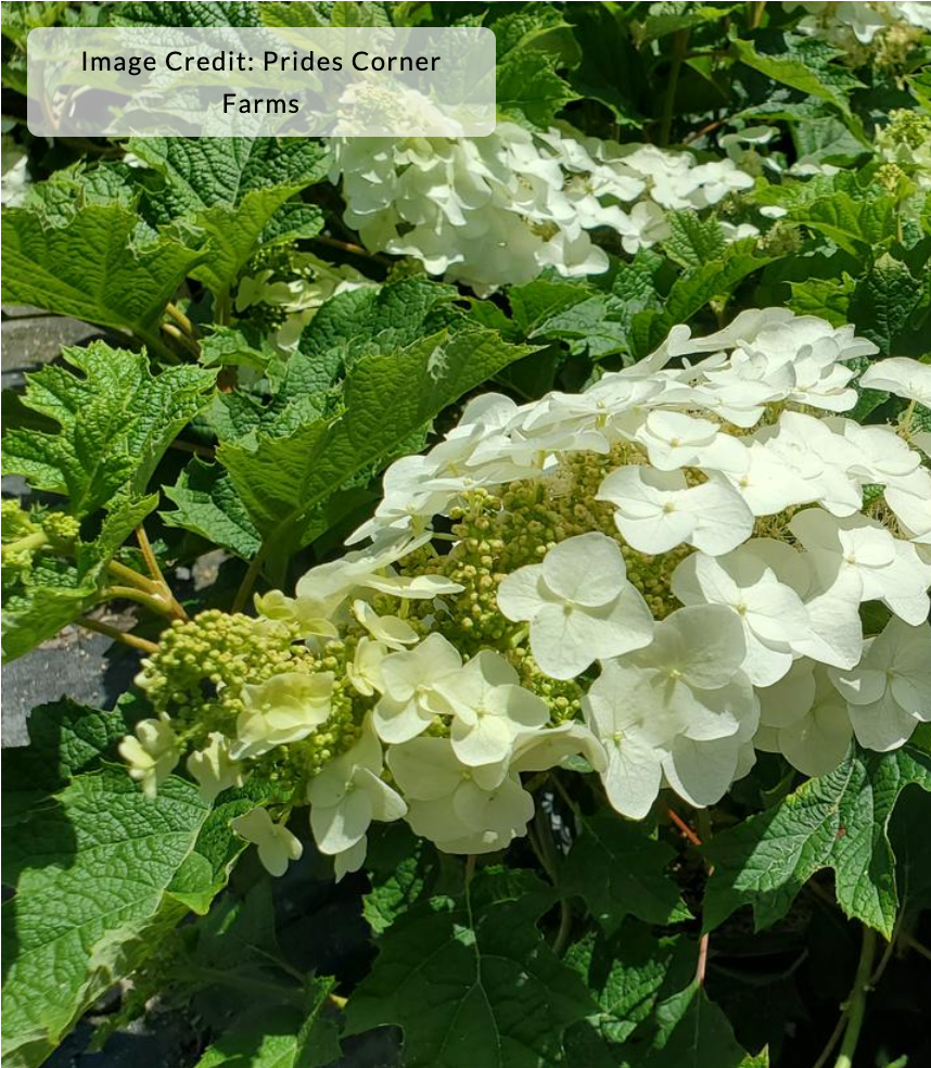 Hydrangea quercifolia 'Ruby Slippers'