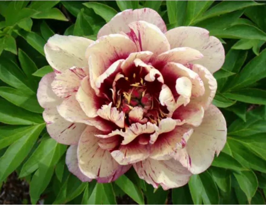 Paeonia Itoh 'All that Jazz'™ (Peony)