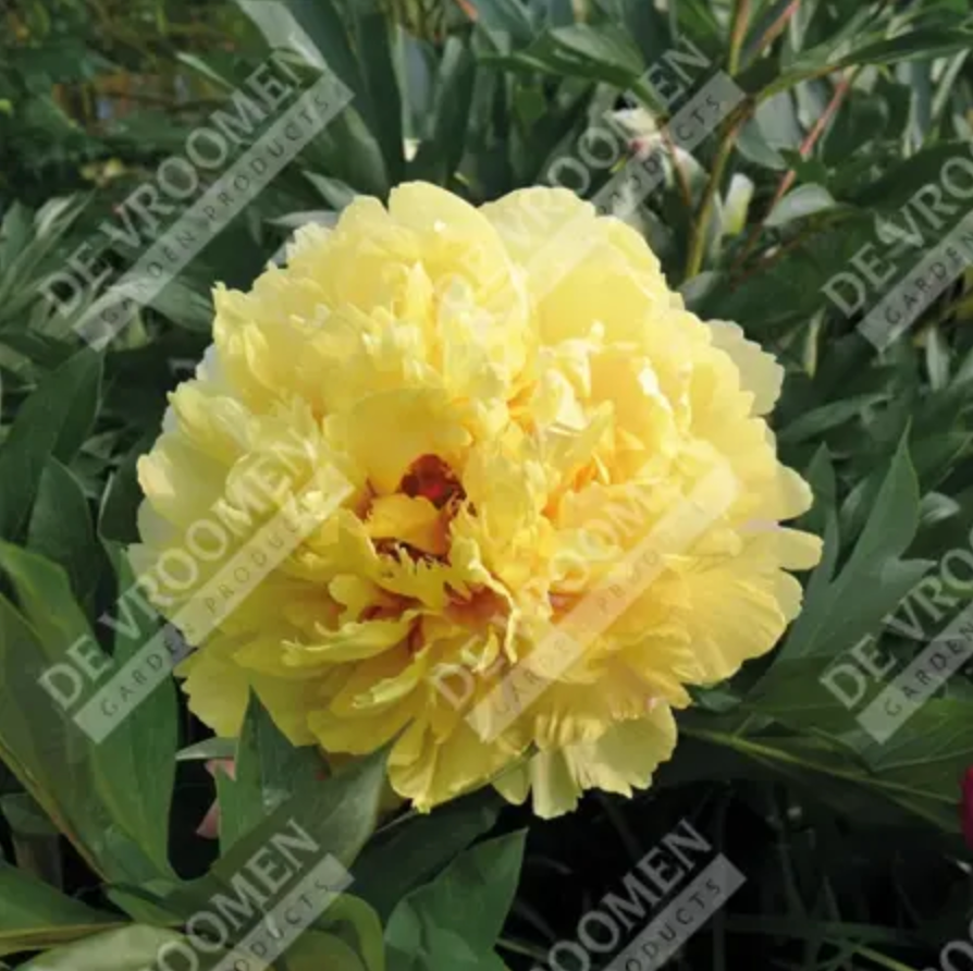 Paeonia Itoh 'Sonoma YeDo' (Peony)