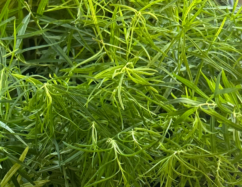 Amsonia hubrichtii