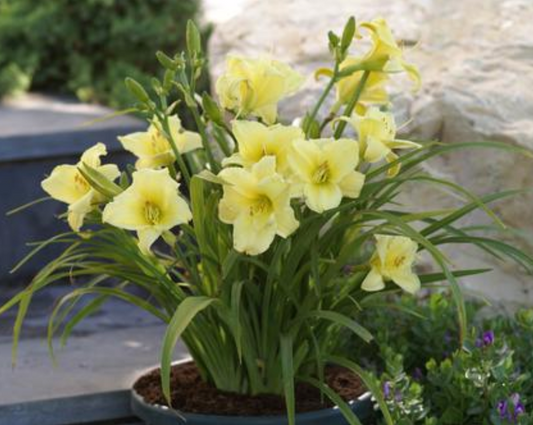 Hemerocallis 'Fragrant Returns' (Daylily)