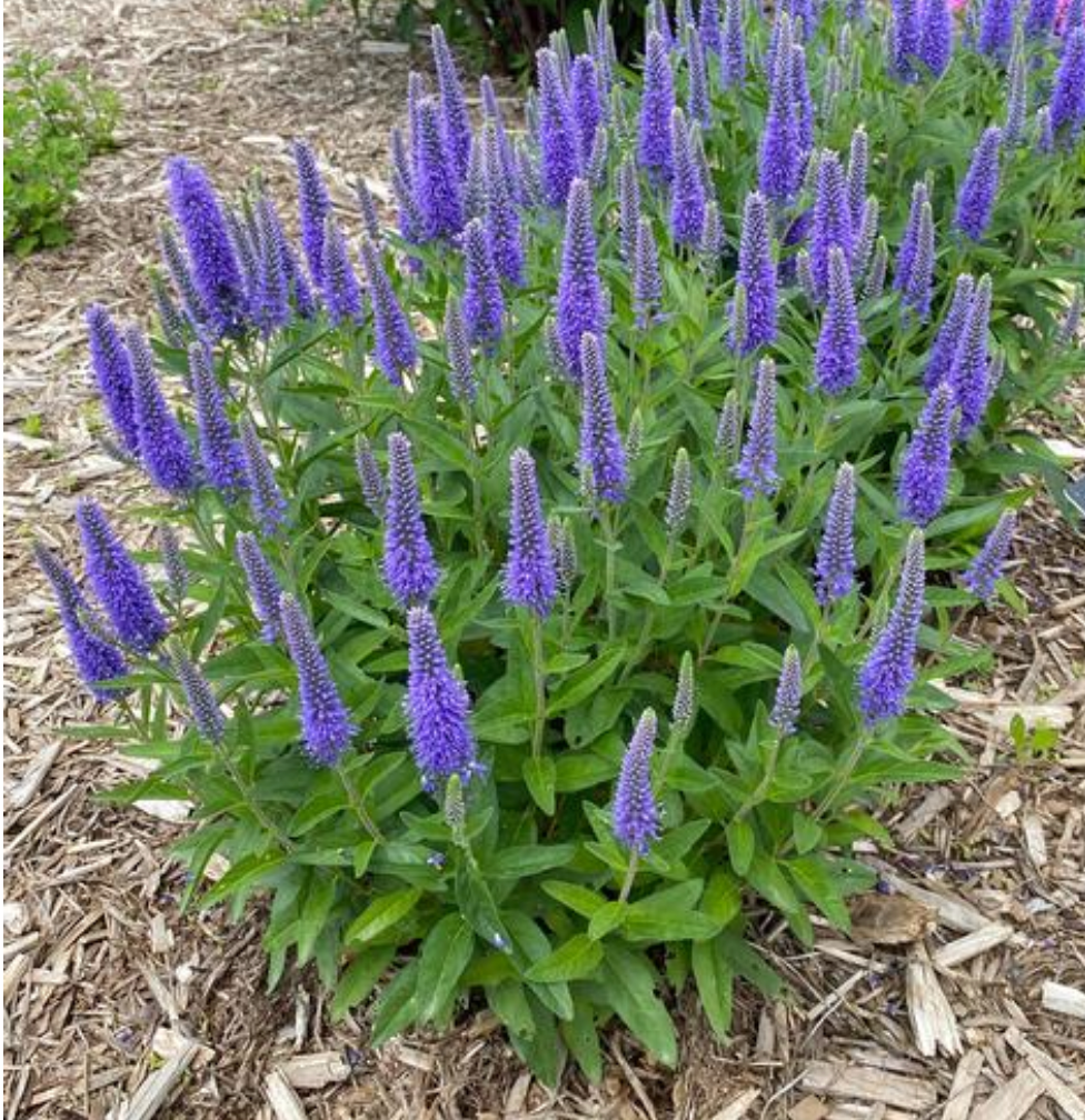Veronica longifolia 'Skyward Blue' (Speedwell)